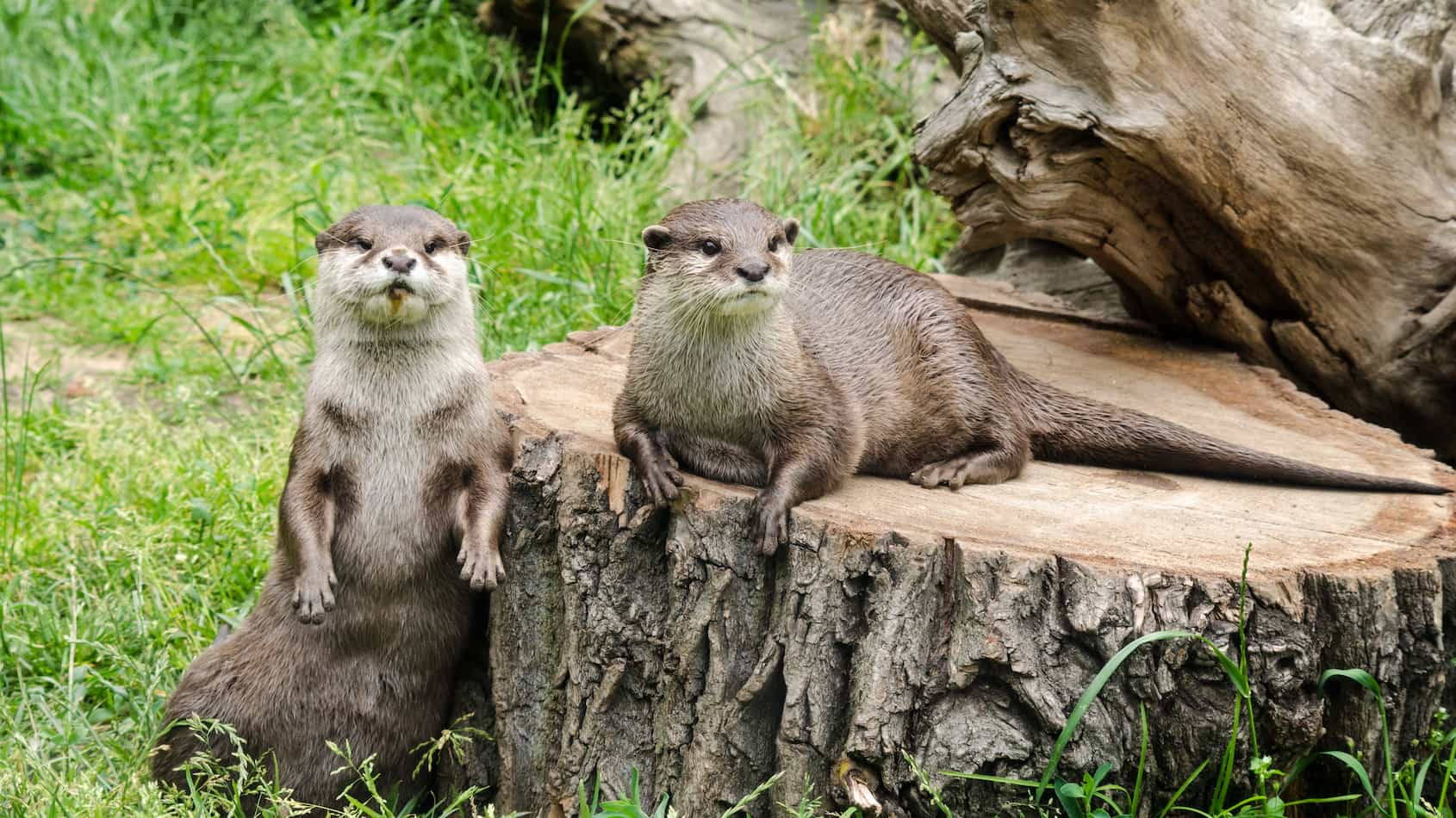 Otters as inspiration for redesigning the TraceTogether app