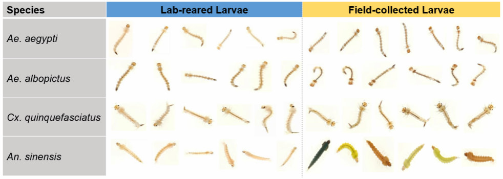 Comparison of lab-reared and field-collected larvae