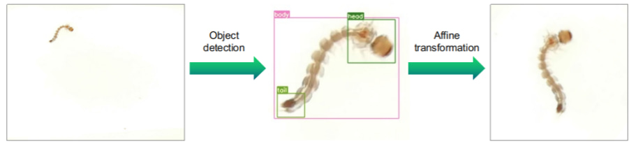 Pro-processing steps for identifying the mosquito larvae