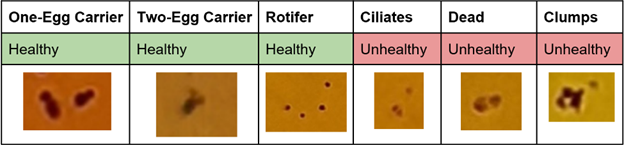 Different types of rotifers and how to differentiate them based on physical appearances